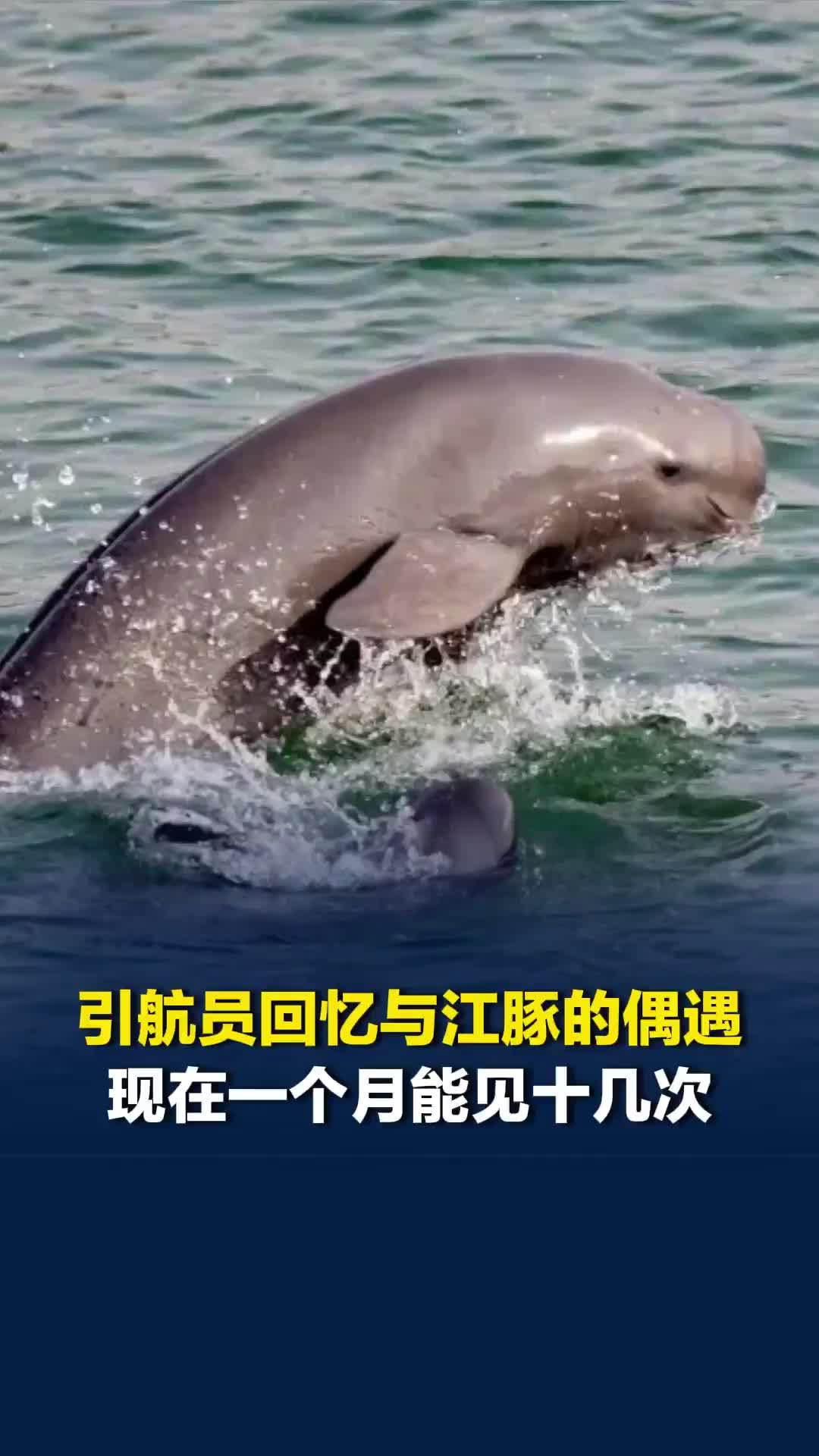 引航员回忆江苏南通滨江附近的长江环境变化：江豚现在就像老朋友，一个月能见十几次