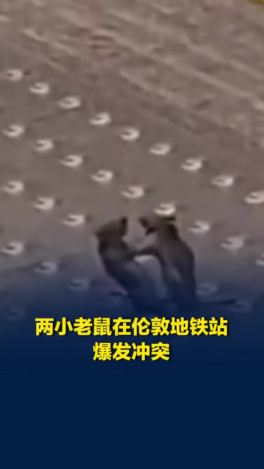 两小老鼠在伦敦地铁站爆发冲突：站起身出拳追逐扭打，目击者忍不住一直笑