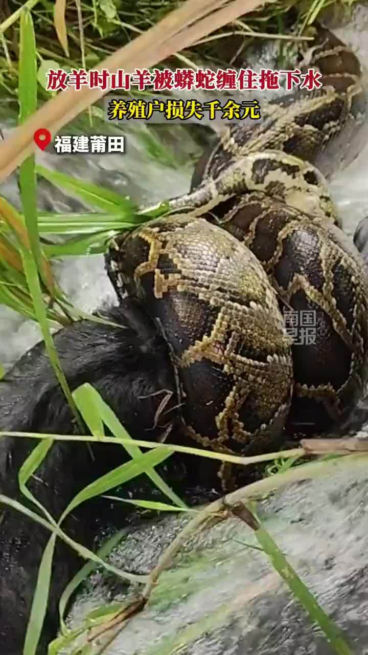 山羊被蟒蛇缠住拖进水中后死亡