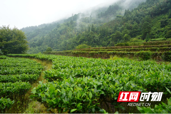 宜章县莽山瑶族乡:秋雨绵绵采茶忙296.png