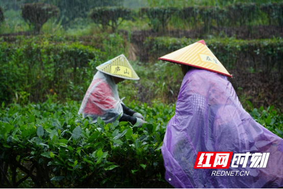 宜章县莽山瑶族乡:秋雨绵绵采茶忙290.png