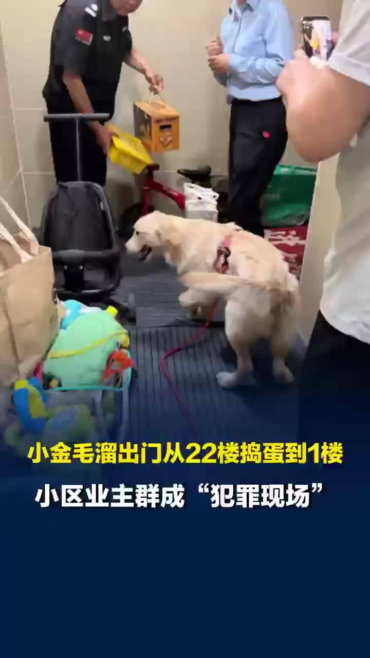 小金毛嚯嚯整栋楼主人挨家挨户道歉
