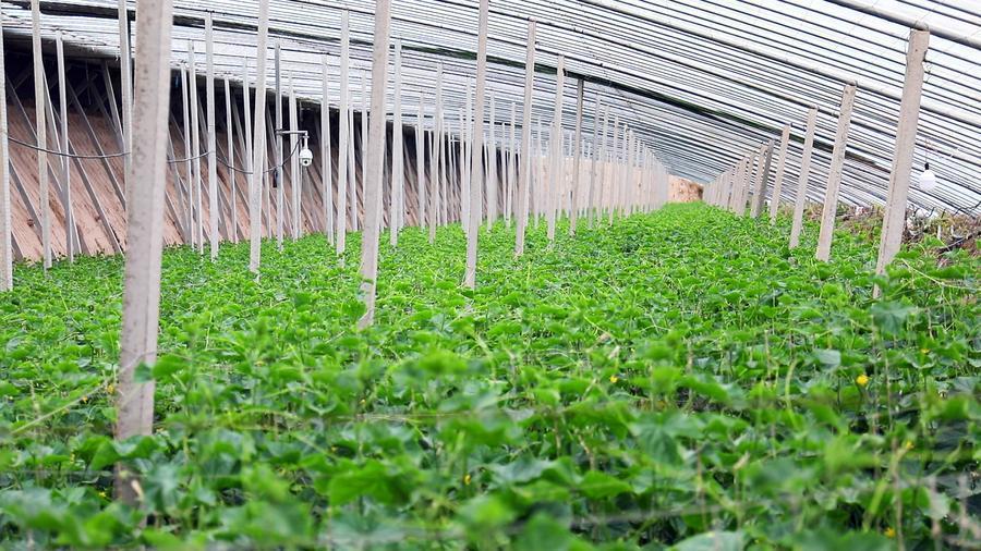 新坪村黄瓜种植基地 新华社记者 郭刚 摄