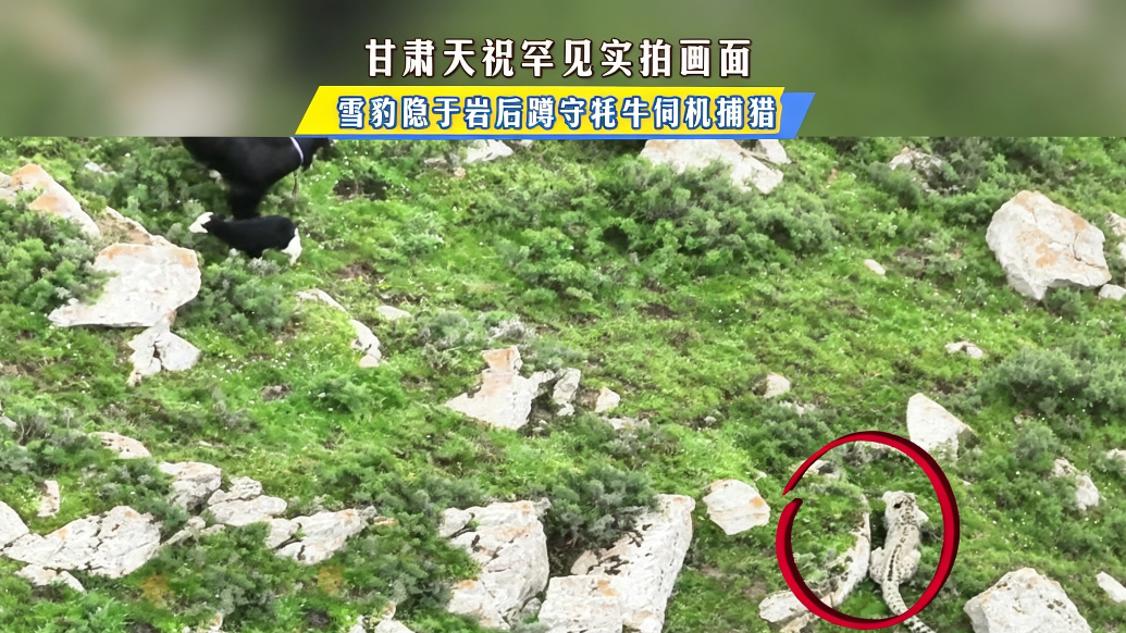 雪山之王藏岩后伺机捕食牦牛　罕见画面“豹”光