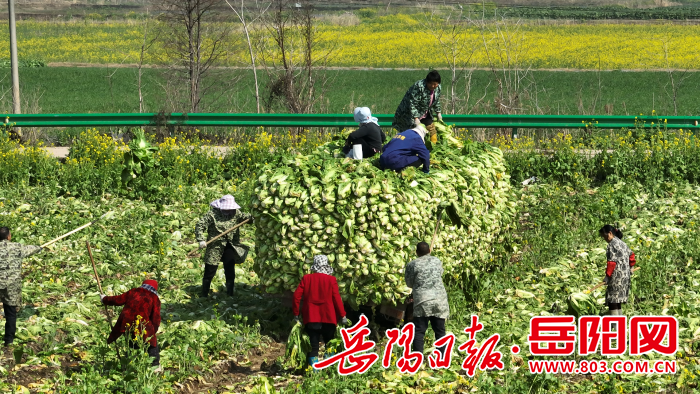 ▲华容菜农正在菜地里忙碌。