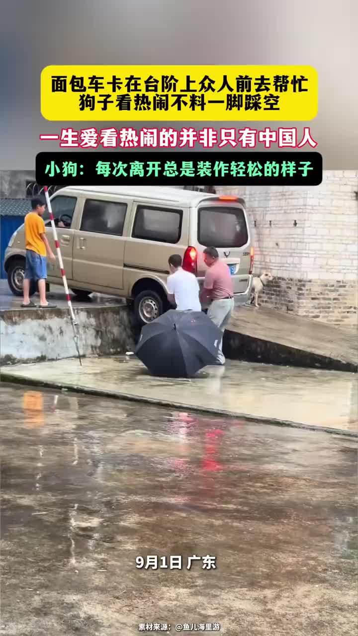 狗子看热闹不料一脚踩空摔倒