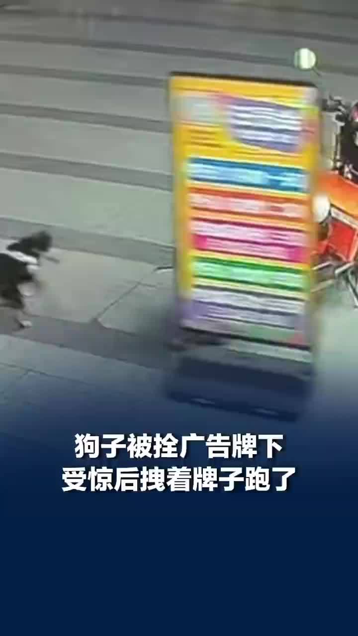 狗子受惊直接拖着整块广告牌狂奔