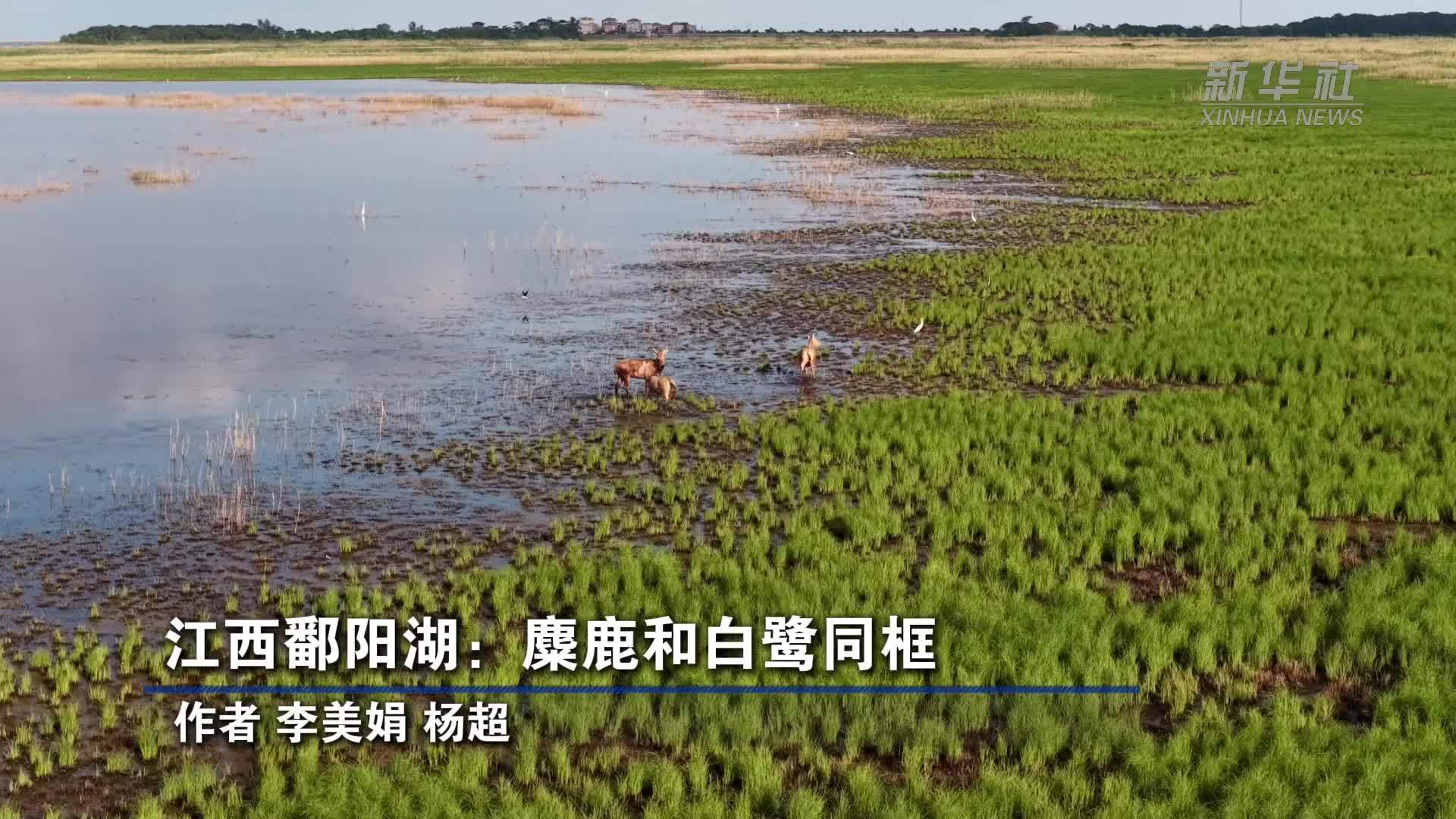 江西鄱阳湖：麋鹿和白鹭同框