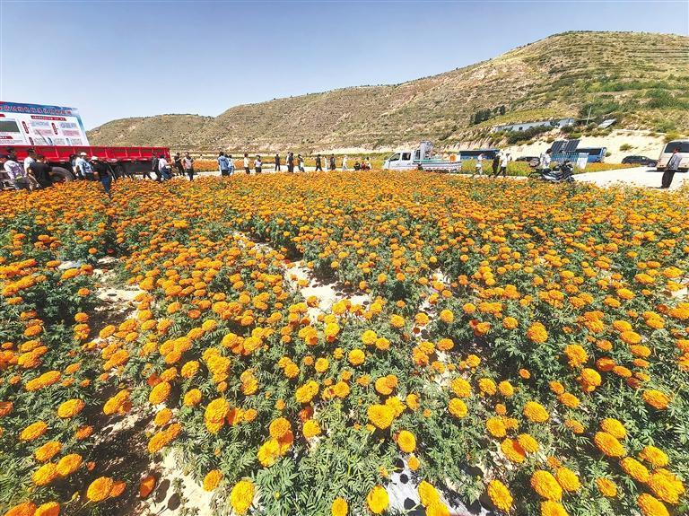 陇西县首阳镇万亩中药材GAP规范化生产基地