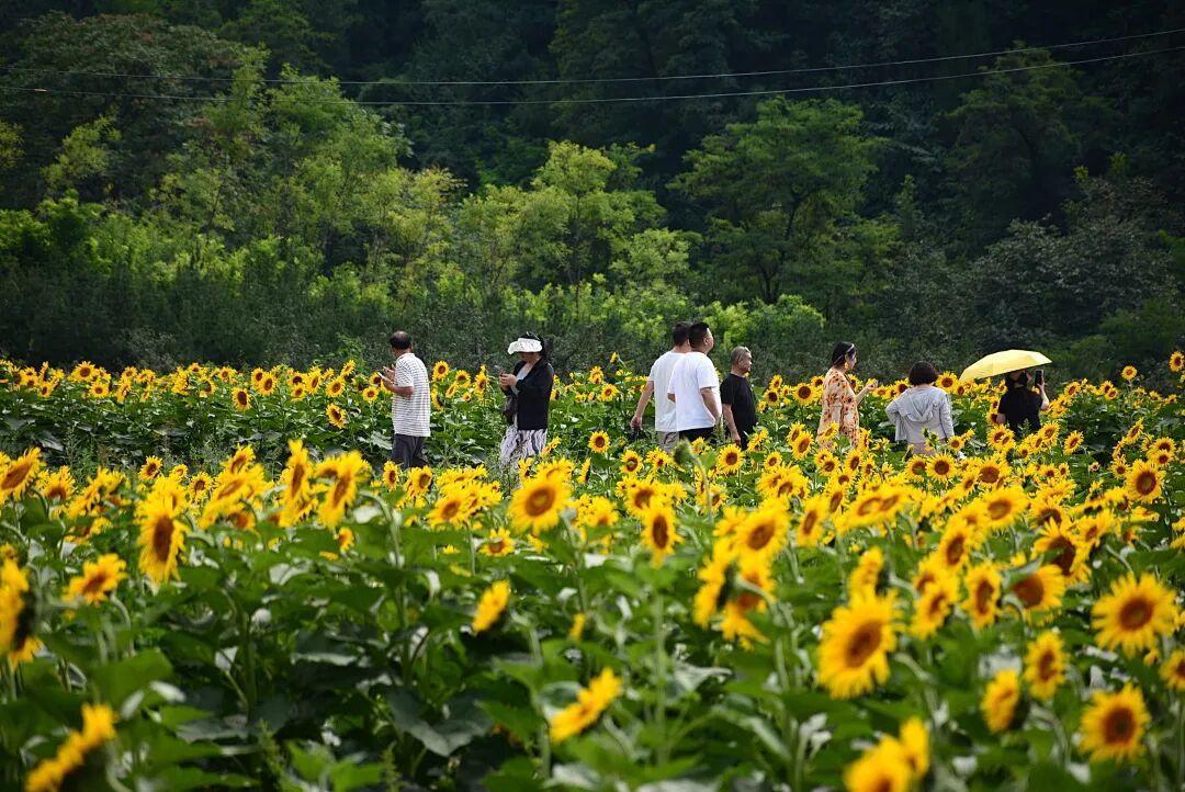 蓝田县小寨镇牛心峪村千亩向日葵花海肆意盛放
