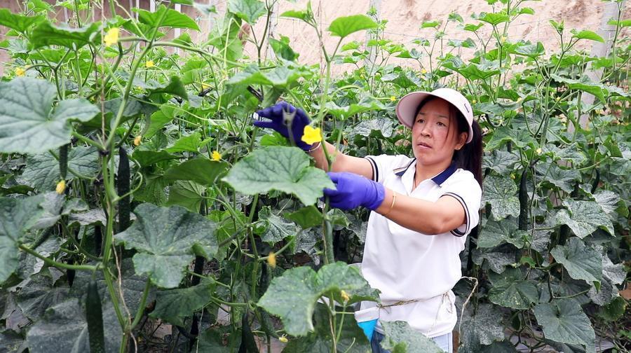 新坪村村民陈燕霞在进行放蔓作业,悉心管护瓜苗。新华社记者 郭刚 摄