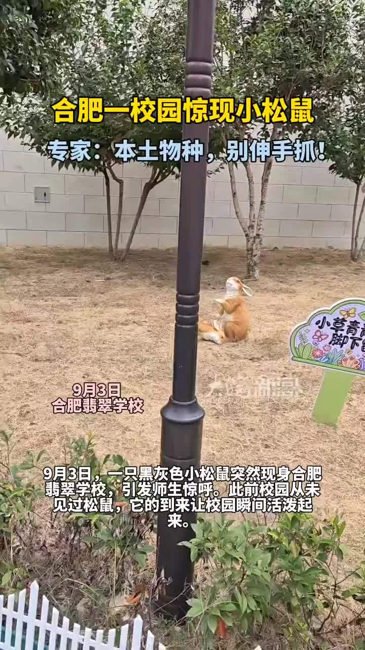 小松鼠现身合肥一校园 专家：小朋友们切勿抓捕触摸