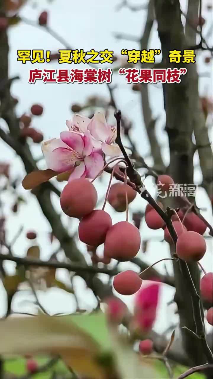 罕见！夏秋之交“穿越”奇景 庐江县海棠树“花果同枝”#海棠树 #花果同枝
