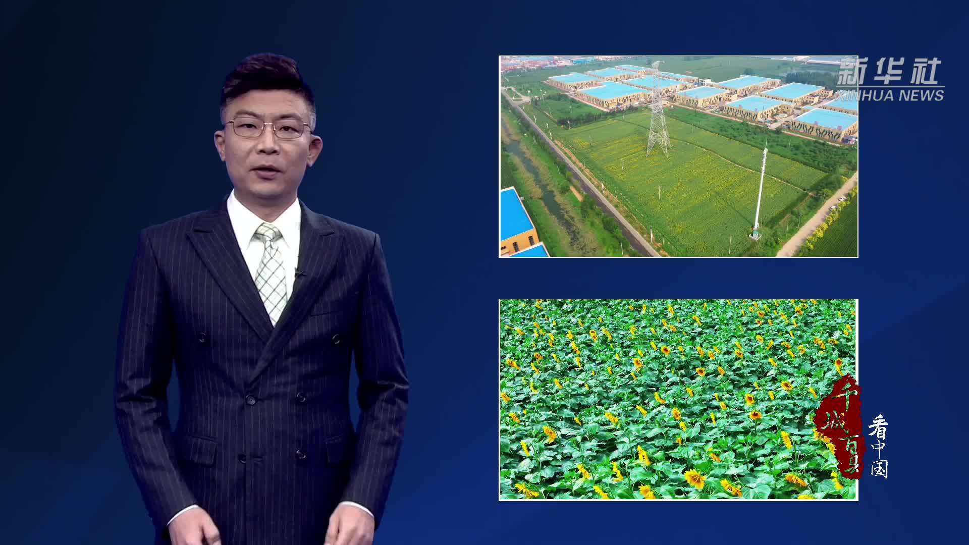 千城百县看中国｜特色种植稳增收 葵花点亮好光景