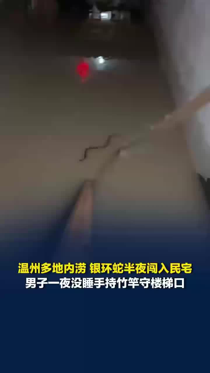 温州内涝银环蛇闯入男子家中，家中进水男子持竿驱赶毒蛇3小时