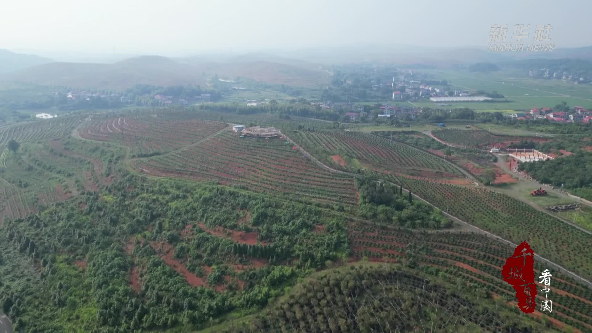 千城百县看中国｜湖南祁阳：油茶林下花正艳