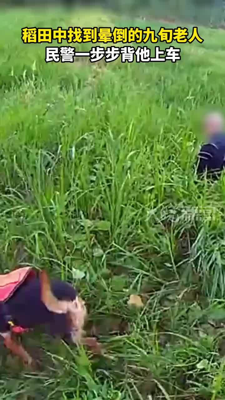 稻田中找到晕倒的九旬老人 民警一步步背他上车