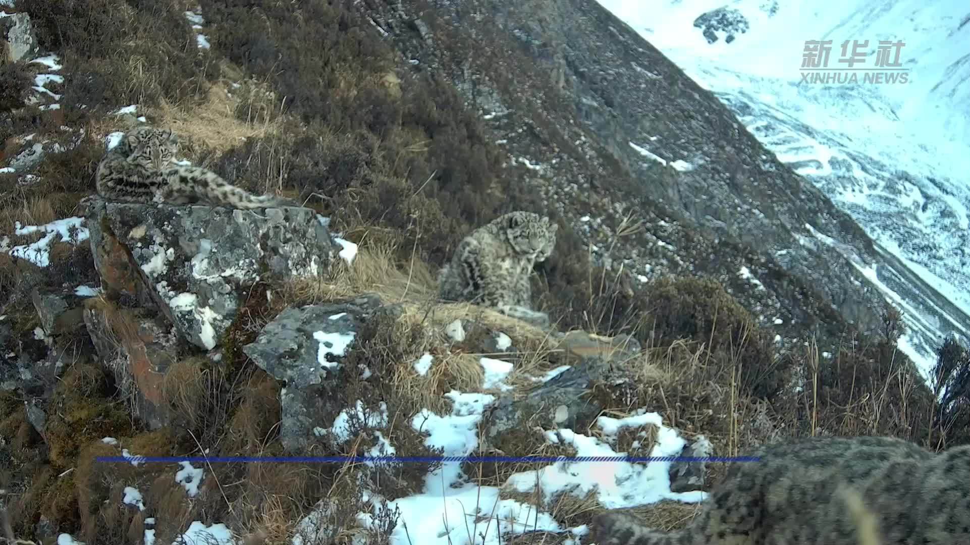非常罕见 四川理县首次拍到四只雪豹同框