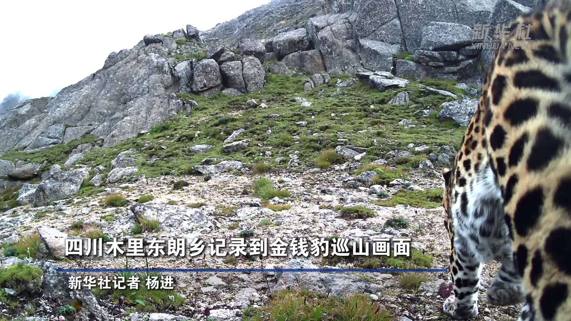 四川木里东朗乡记录到金钱豹巡山画面
