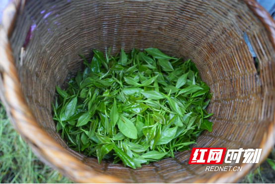 宜章县莽山瑶族乡:秋雨绵绵采茶忙297.png