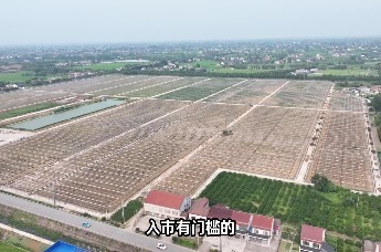 从凭经验到按标准：澧县筑牢葡萄产业质量生命线