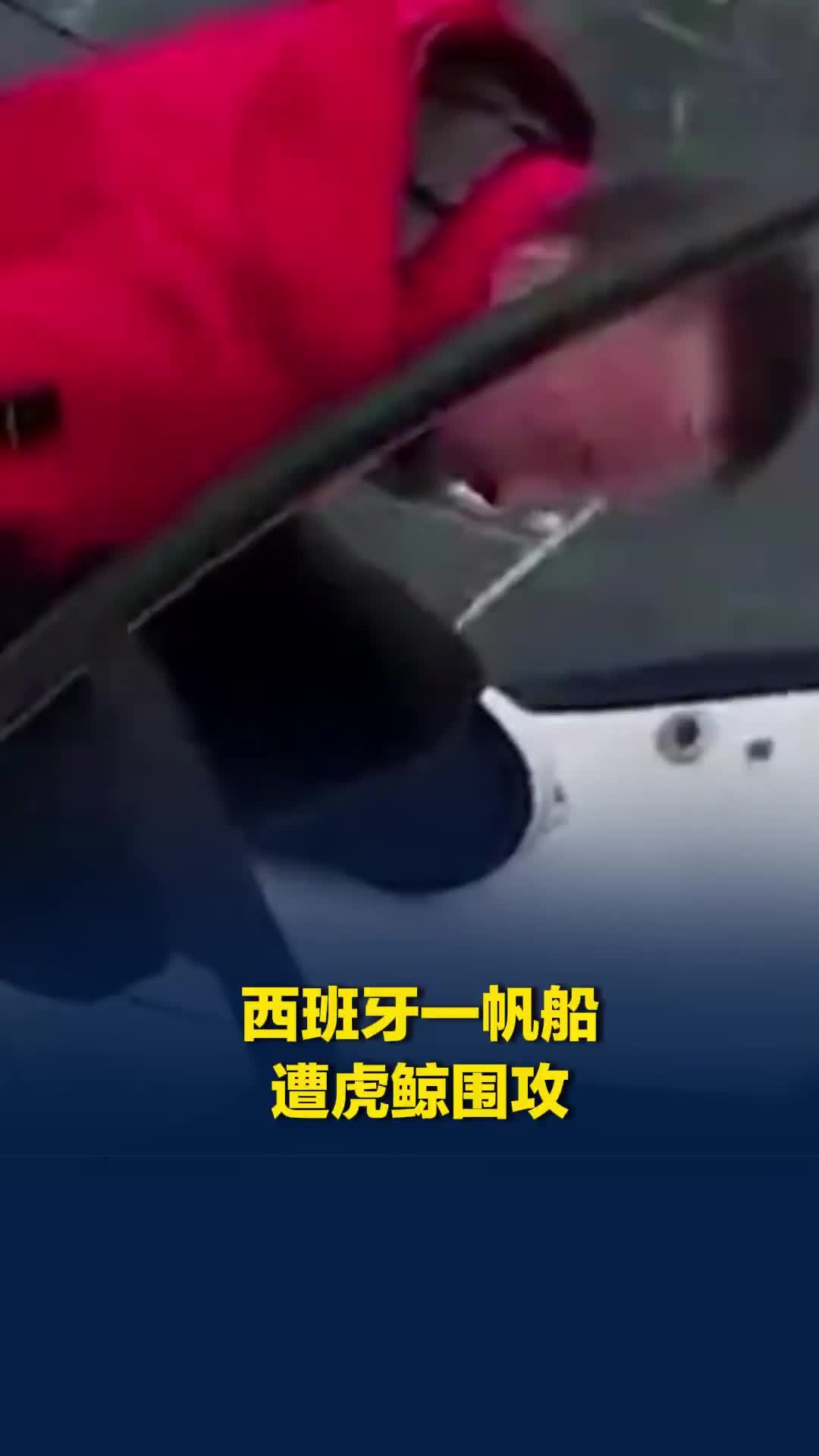 西班牙一帆船遭虎鲸围攻：船只剧烈颠簸长达8分钟，半个船舵被咬掉