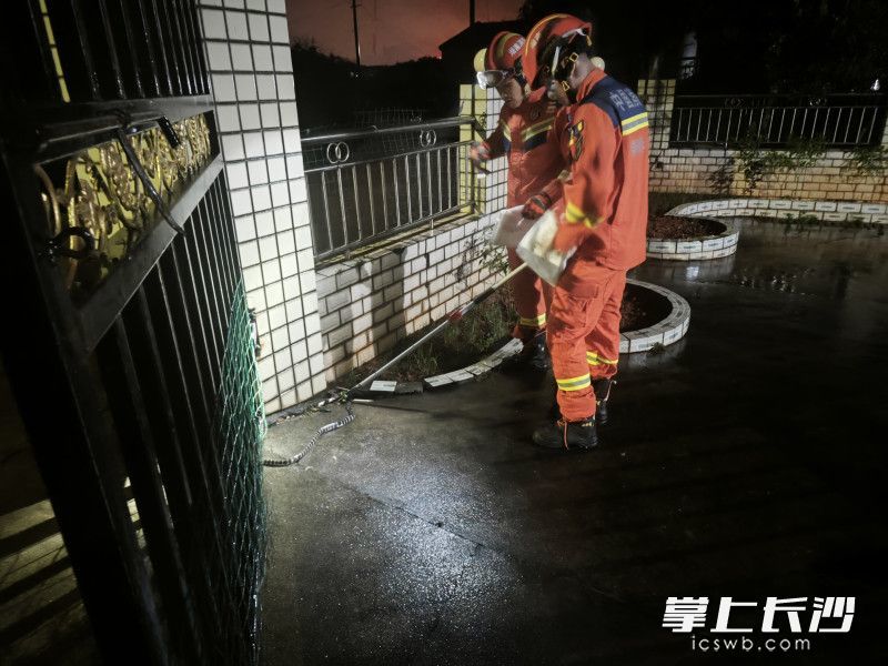消防员成功捕捉毒蛇。长沙晚报通讯员 罗琦瑜 摄