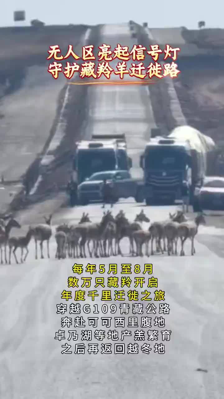 藏羚羊迁徙路上竟然有红绿灯