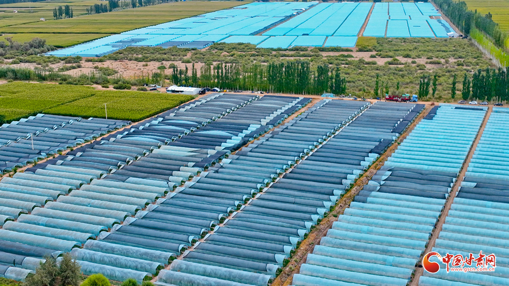 张掖市高台县骆驼城镇梧桐村无籽西瓜种植基地，连片的钢架大棚在阳光下整齐排列。