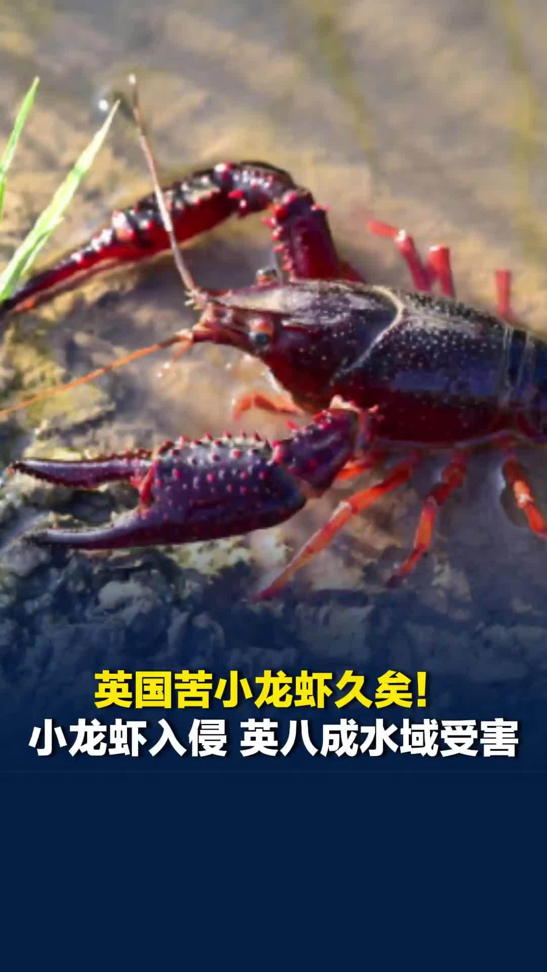英国苦小龙虾久矣！小龙虾入侵，英八成水域受害