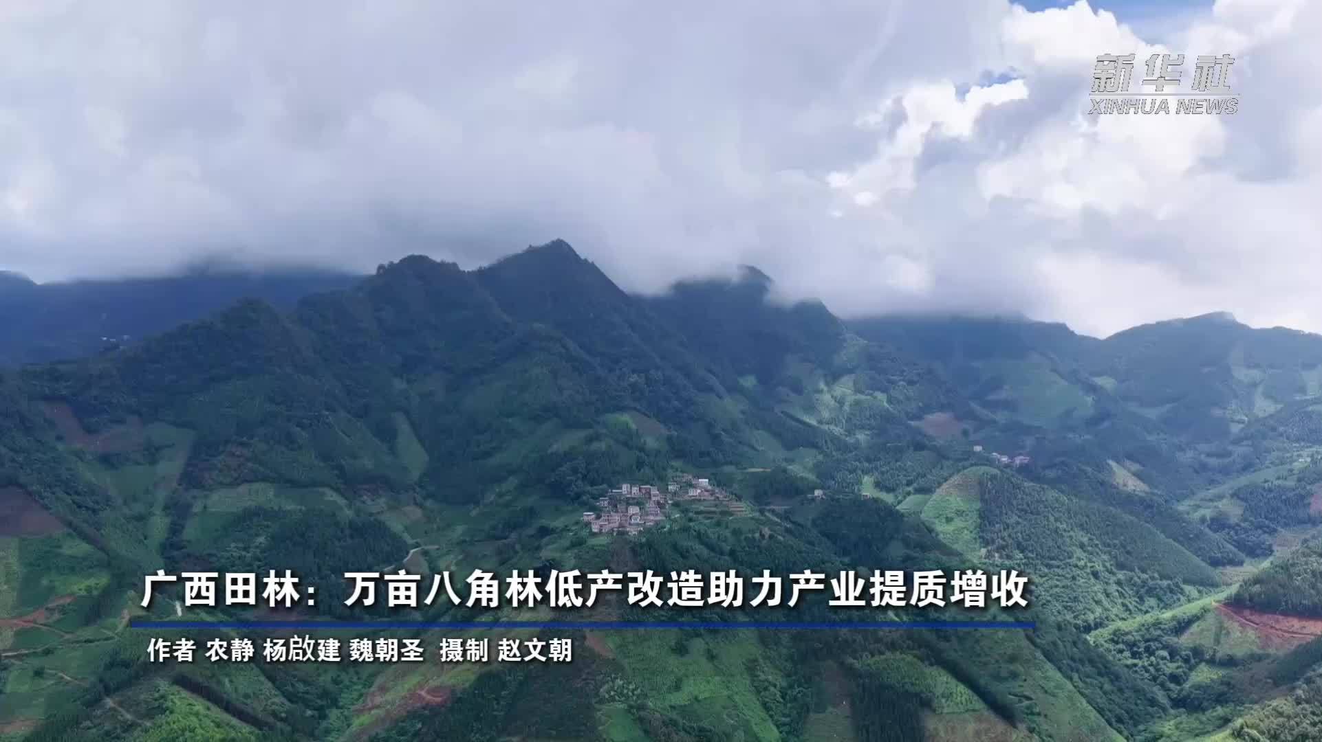 广西田林：万亩八角林低产改造助力产业提质增收
