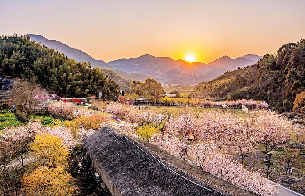 花海原居樱花盛开时的美景。 （陈江波 摄）