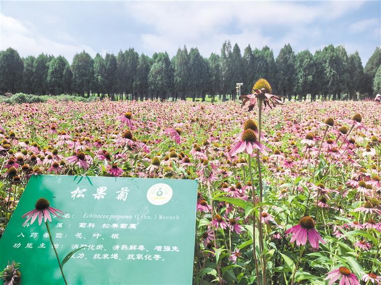 陇西药圃园里种植的中药材