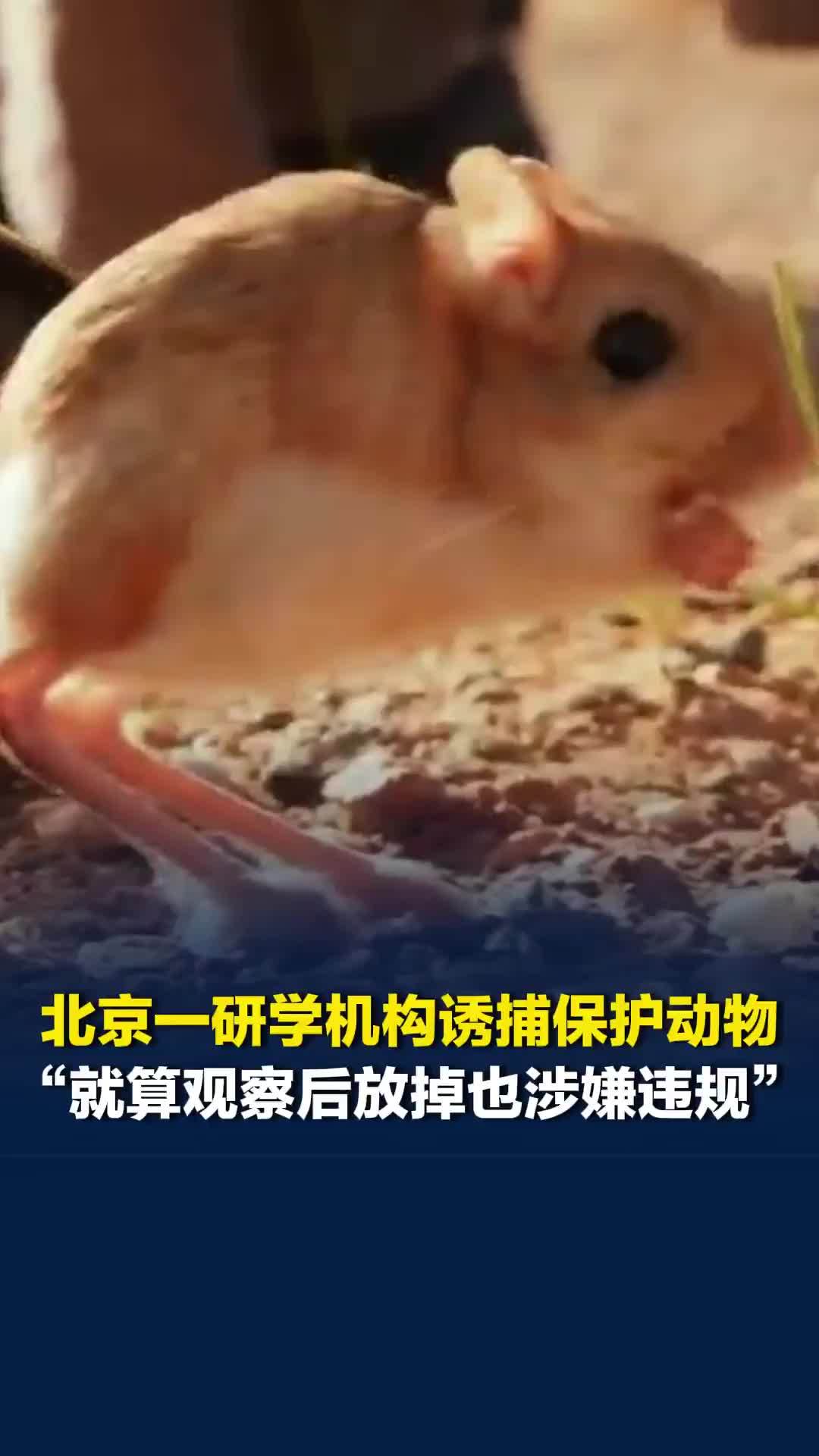 北京一研学机构诱捕保护动物引关注，林业相关从业人员：就算观察后放掉也涉嫌违规