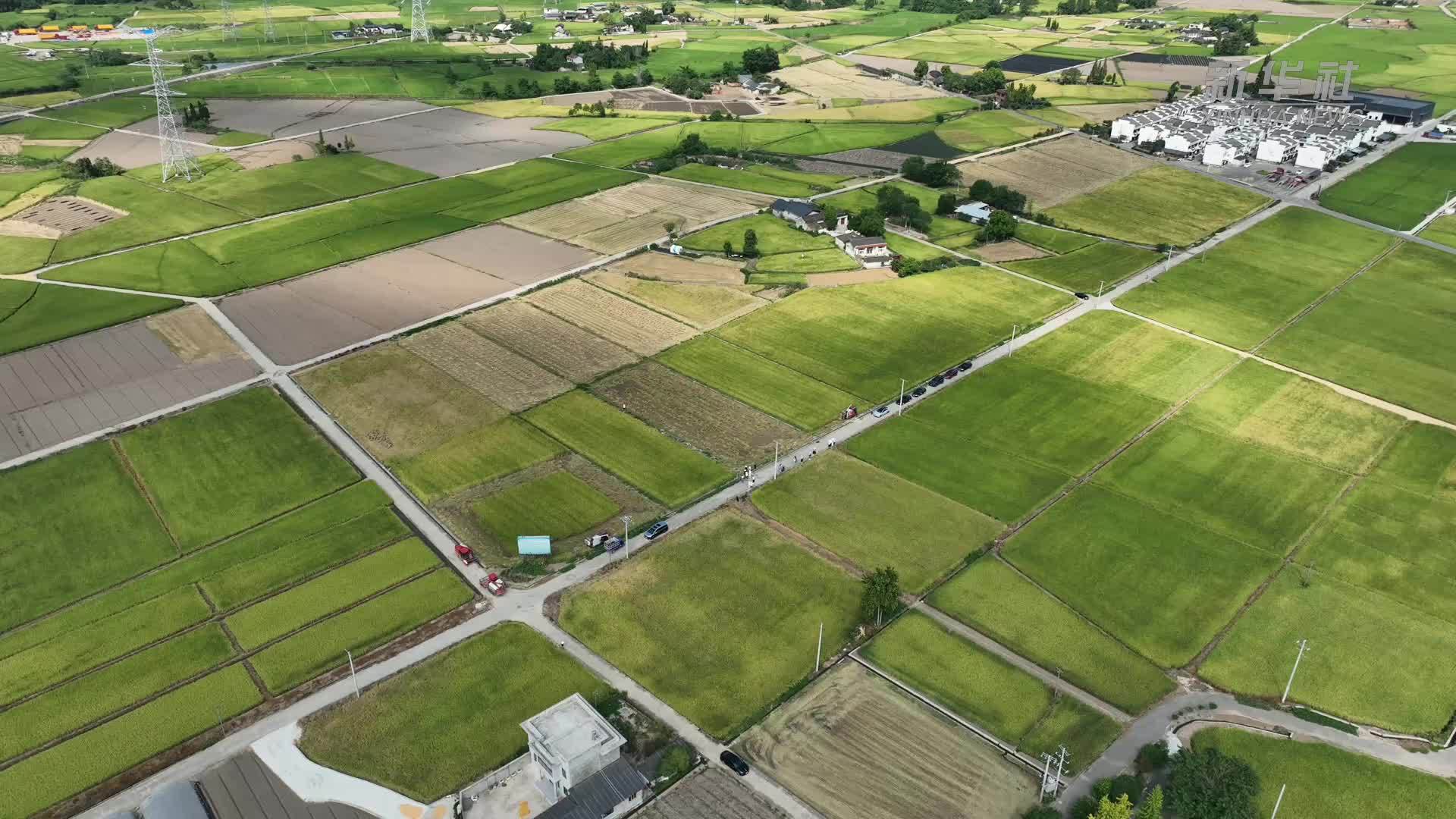 四川广汉粮油百亩超高产攻关片迎丰收