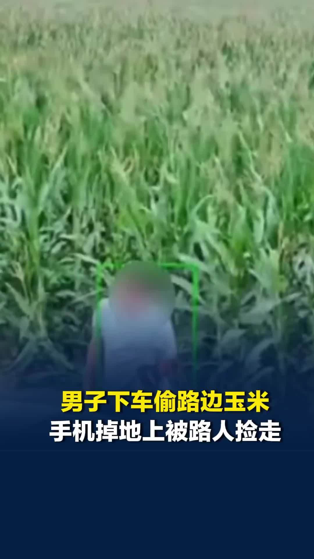男子下车偷路边玉米，手机掉地上被路人捡走，玉米地主人：偷点玉米丢手机不值得