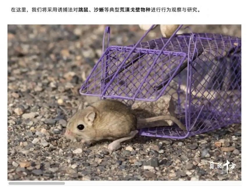 “自然十方”公众号招募信息及文案内容(图源:红星新闻)