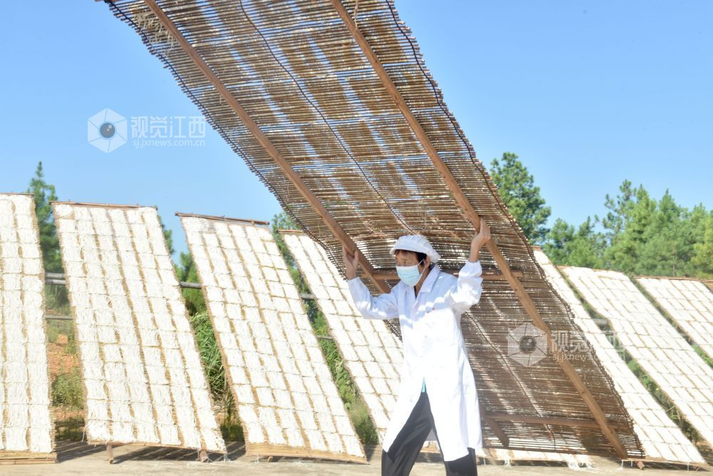 2026年8月27日,在江西景德镇市乐平市礼林镇程坂村排粉加工作坊的晾晒场上,该作坊的工人正扛着盛满新鲜粉条的竹排,将刚制作完成的“洄田排粉”放置阳光下自然凉晒风干。