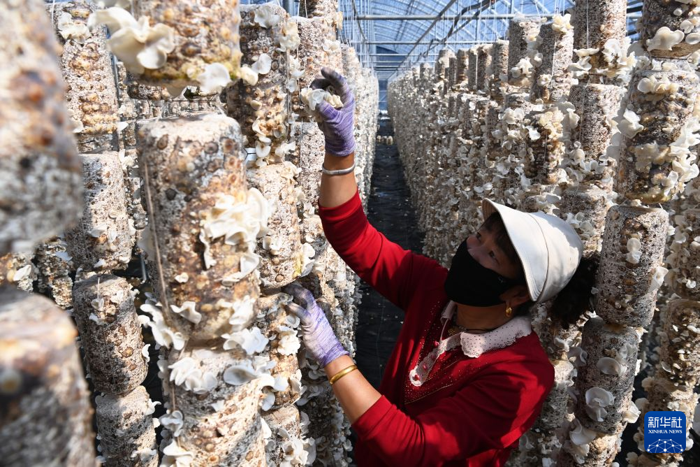 8月31日，在卓尼县木耳镇一处食用菌种植基地，工作人员在大棚中采摘木耳。