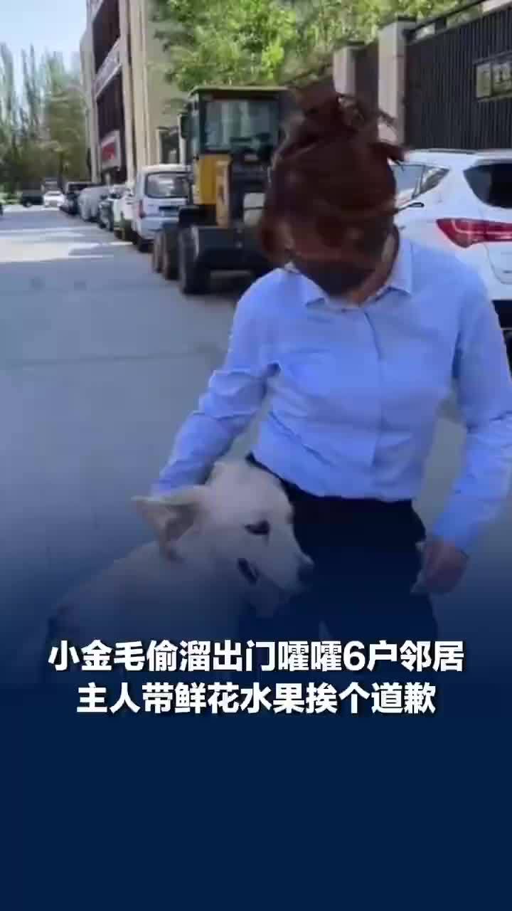 小金毛嚯嚯6户邻居主人提礼物道歉，邻居：以后还能来