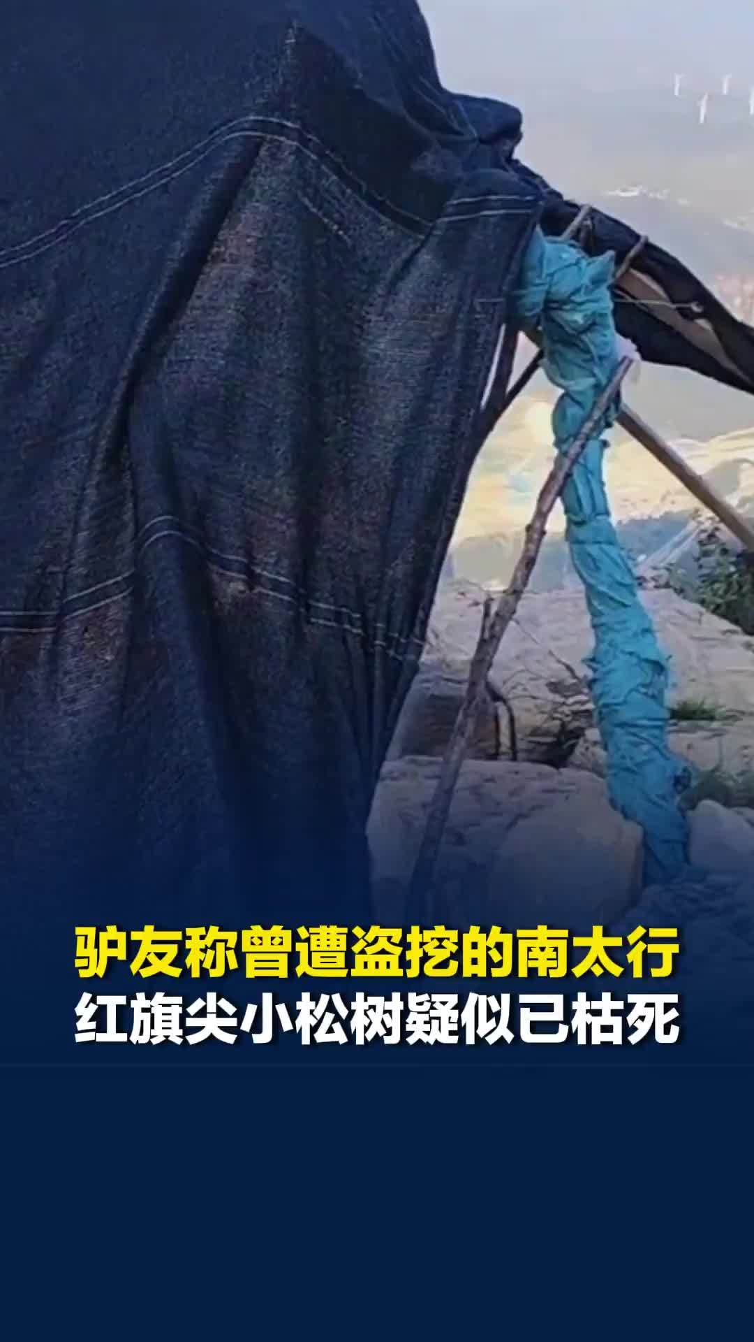 驴友称曾遭盗挖的南太行红旗尖小松树疑似已枯死，林业部门：已经尽力了