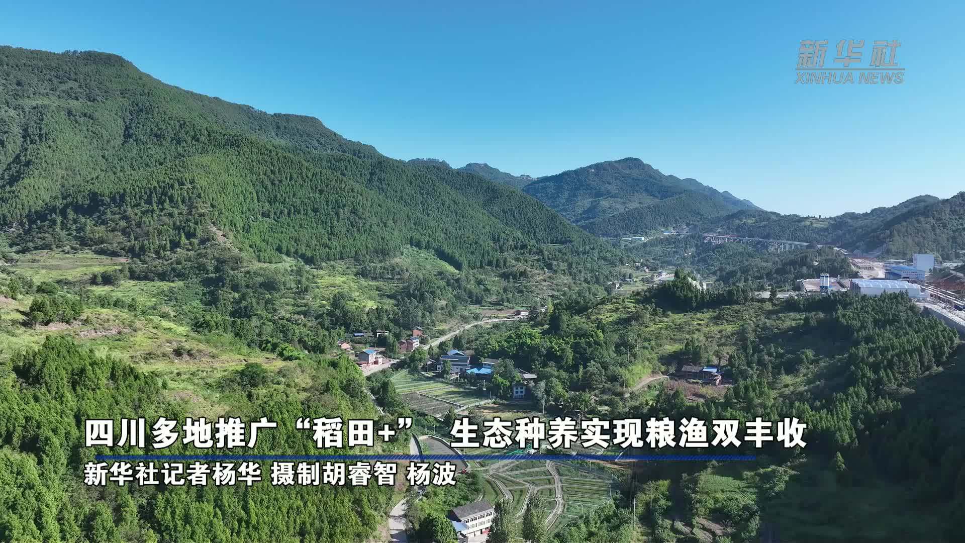 四川多地推广“稻田+”生态种养实现粮渔双丰收