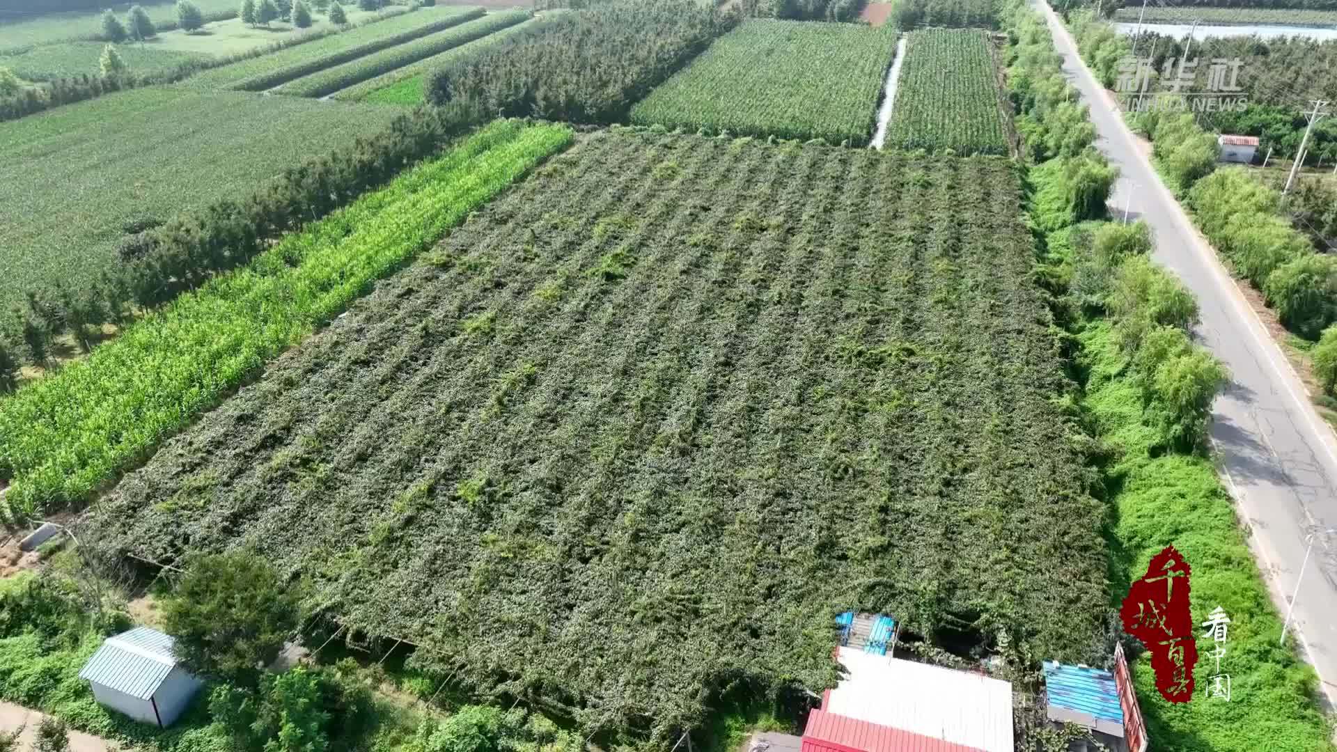 千城百县看中国｜山东兰陵：小众鲜果焕发产业活力
