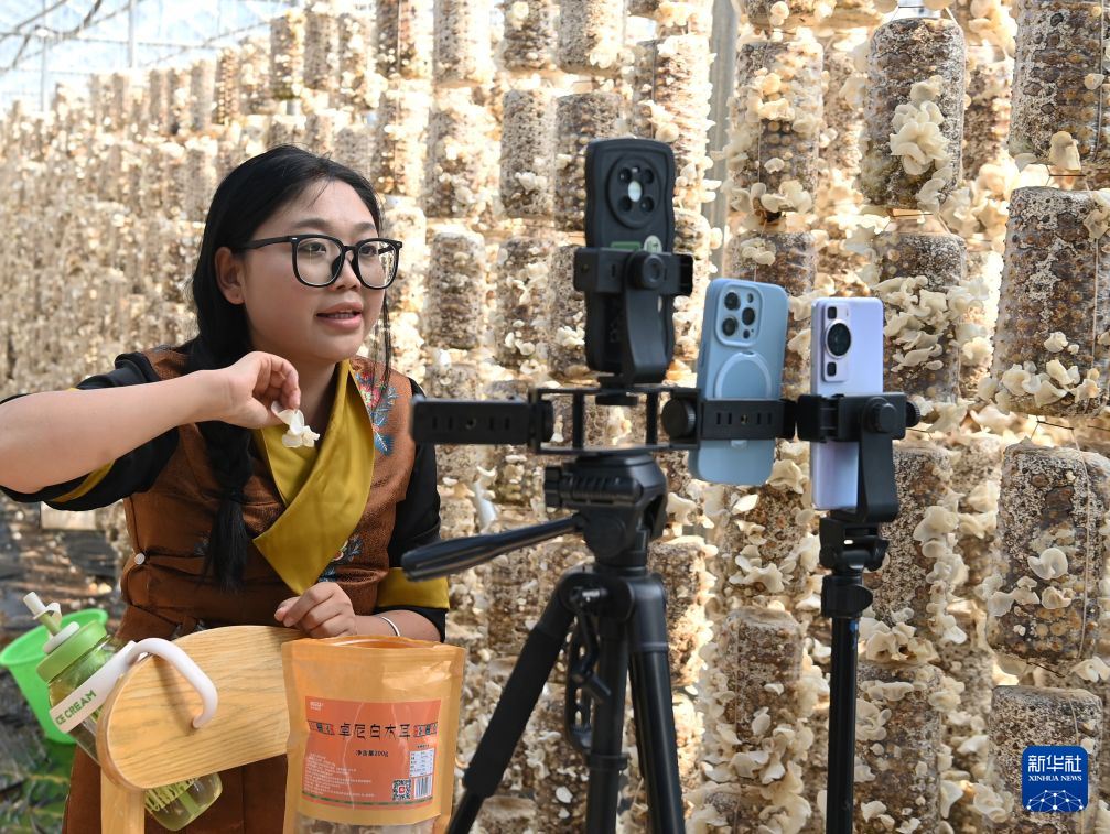 8月31日，在卓尼县木耳镇一处食用菌种植基地，工作人员在大棚中直播销售木耳。