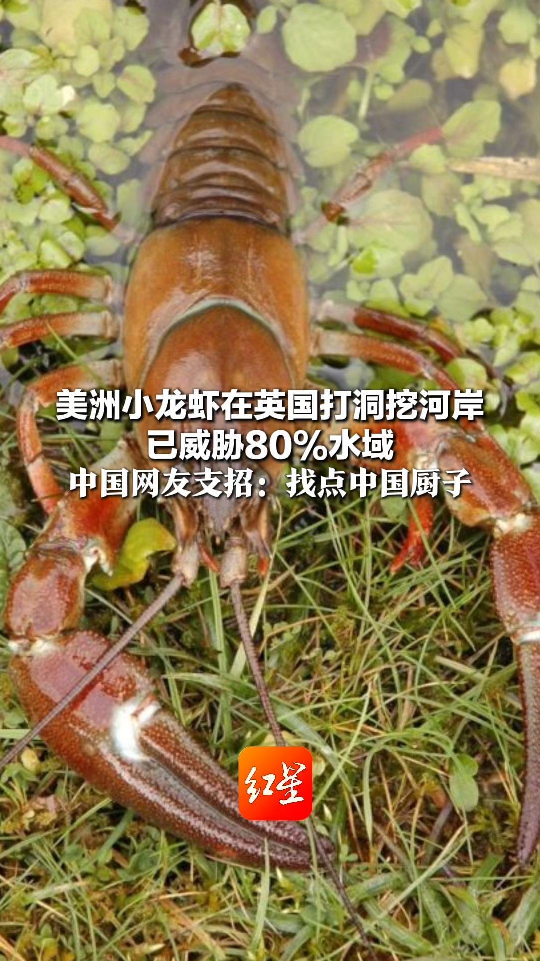 美洲小龙虾在英国打洞挖河岸 已威胁80%水域 中国网友支招：找点中国厨子 清蒸麻辣蒜蓉都可以