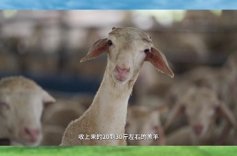 兴安盟：北纬40度的牛羊“cp”