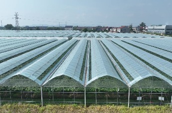 以节为媒聚合力 澧县葡萄借势赋能拓产业新局