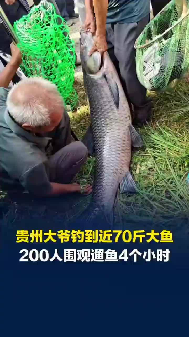 大爷钓到近70斤大鱼1680元卖掉，200人围观大爷遛近70斤大鱼4小时