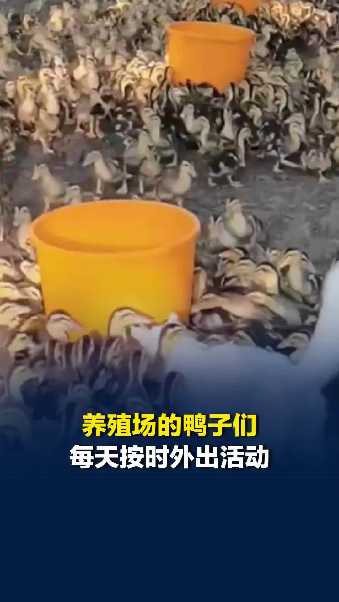 养殖场的鸭子们每天按时外出活动，按时回到鸭舍，队伍浩浩荡荡十分壮观