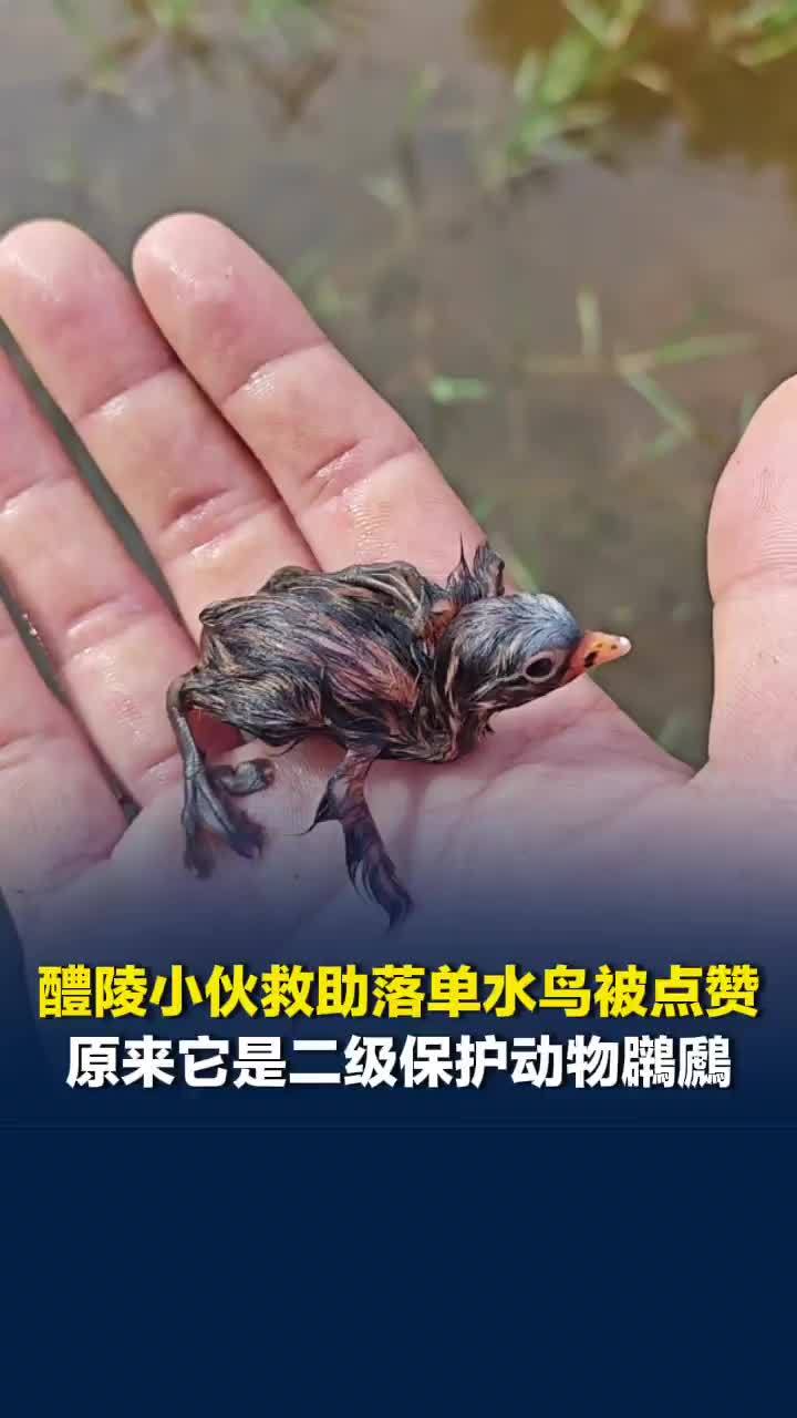 这一刻你是它心软的神！醴陵小伙暖心救助落单水鸟被点赞，原来它是二级保护动物鸊鷉